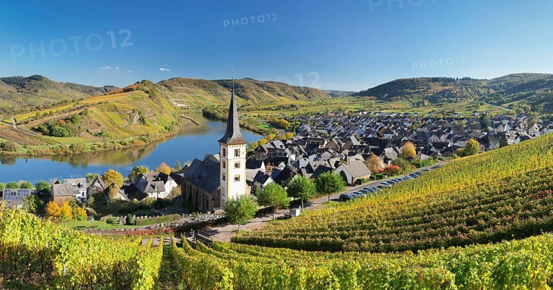 Vineyard at Moselleschleife near Bremm