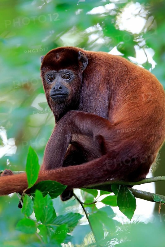 Venezuelan red howler (Alouatta seniculus)