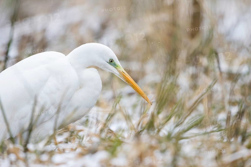 Great egret (Ardea alba)