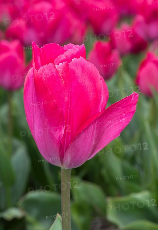 Pink Tulip blossom of Lady van Eijk