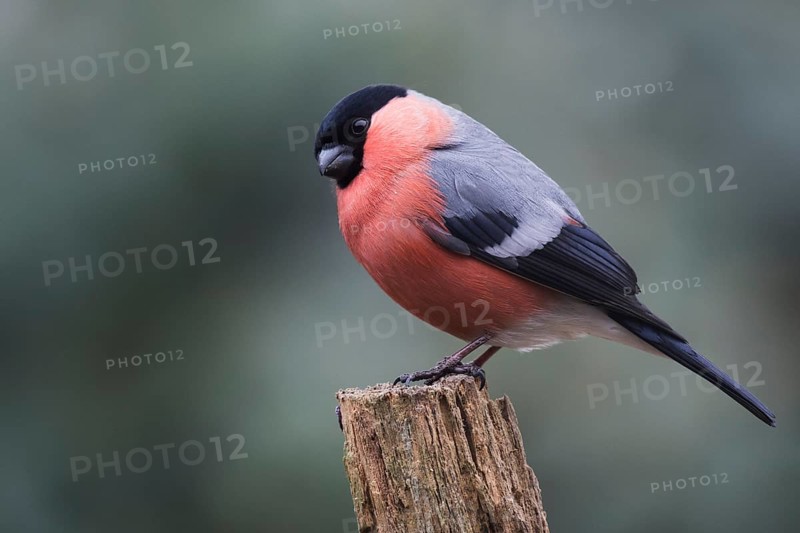 Bullfinch (Pyrrhula pyrrhula)
