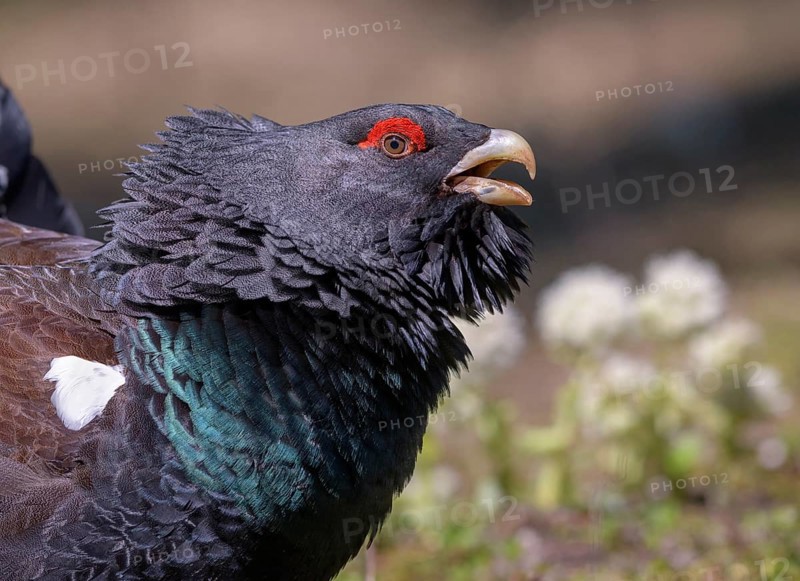 Western capercaillie (Tetrao urogallus)