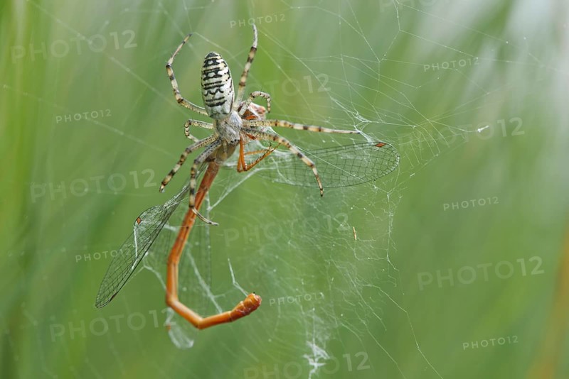 Wasp spider (Argiope bruennichi) with small red damselfly (Ceriagrion tenellum) as prey in spider web