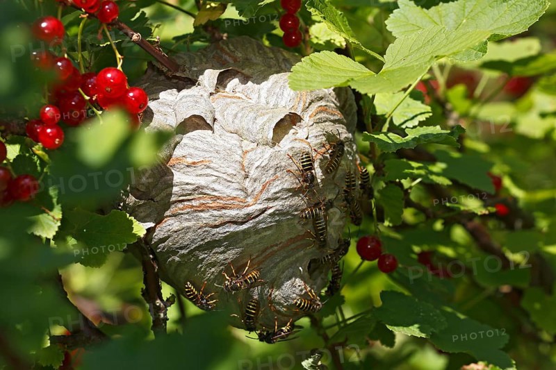 Wasp's nest (Vespula) in red currant (Ribes rubrum)
