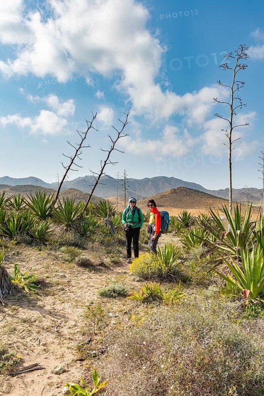 Hiker among overgrown dunes with agaves