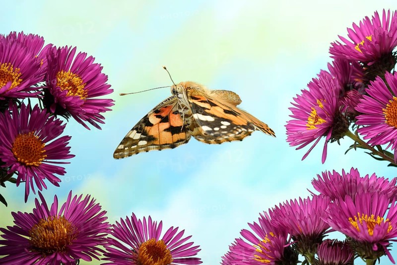 Painted lady (Vanessa cardui)