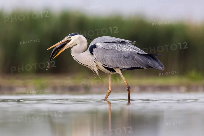 Grey heron (Ardea cinerea) with big fish in the beak