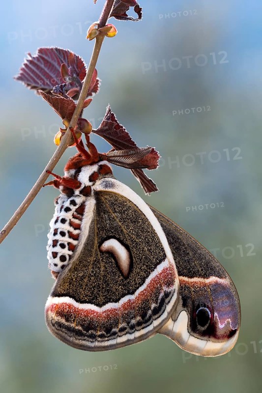 Glover's silkmoth (Hyalophora gloveri)