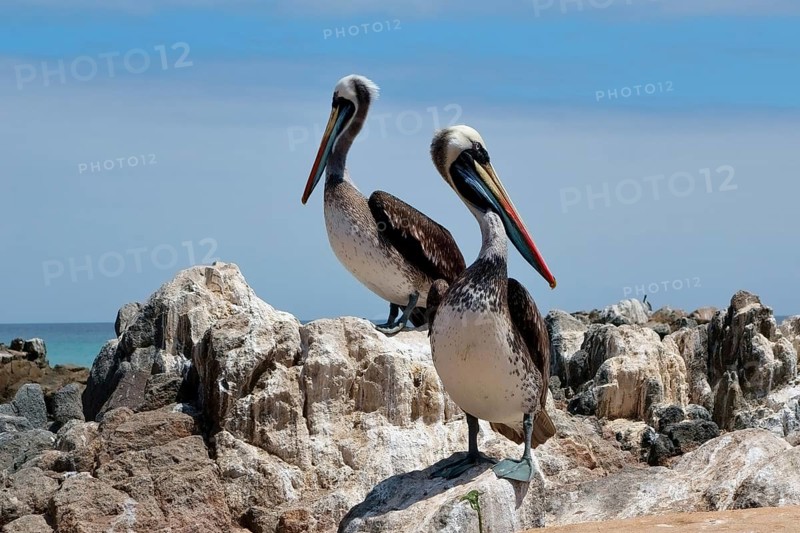 Peruvian Pelicans (Pelecanus thagus) on rocks