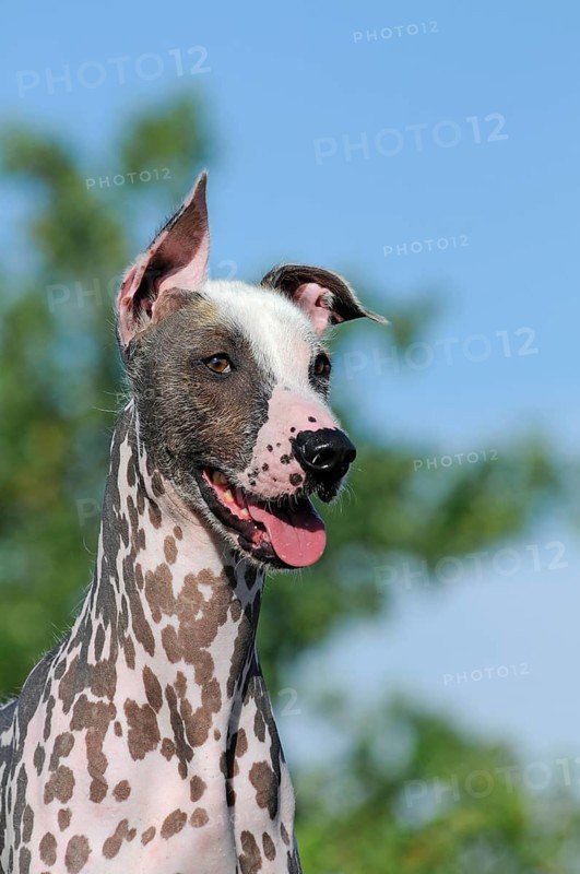 Peruvian naked dog