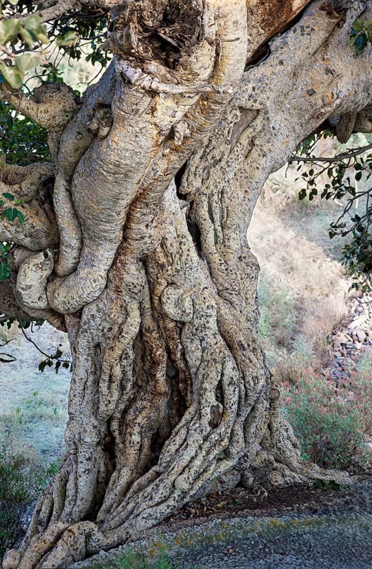 Tree trunk of the Large-fruited Sycamore Fig (Ficus sycomorus)