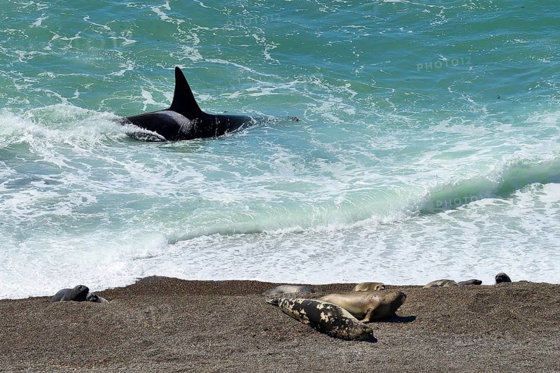 Killer whale (Orcinus orca) searching for prey in front of gravel bank with Southern elephant seals (Mirounga leonina)