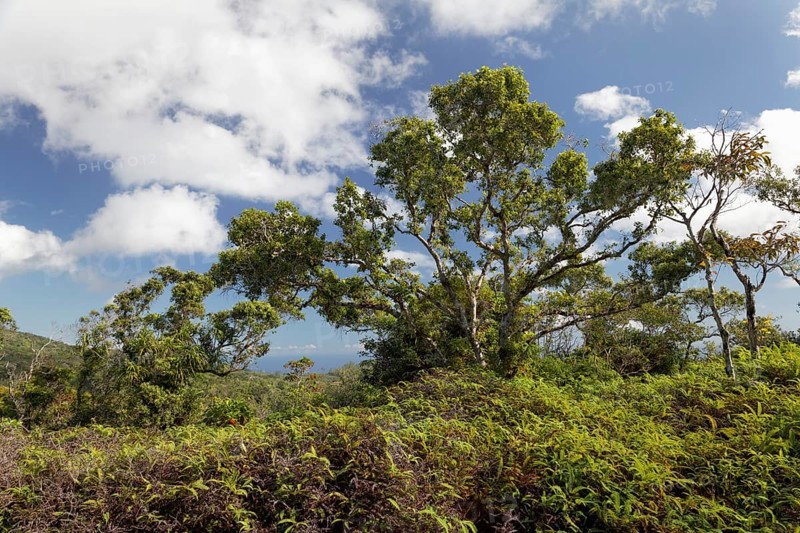 Dense vegetation with ferns and trees
