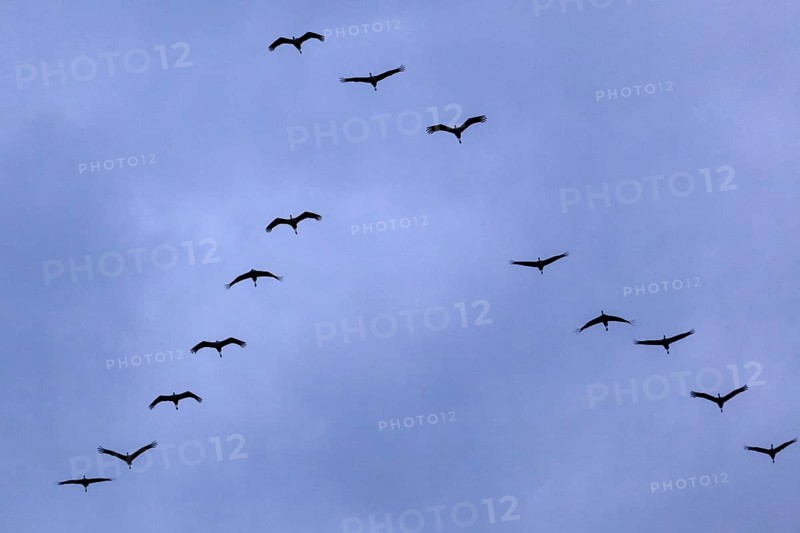 Common cranes (Grus grus) in formation flight