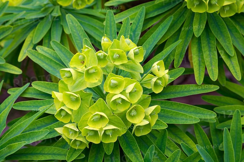 Inflorescence on a tree