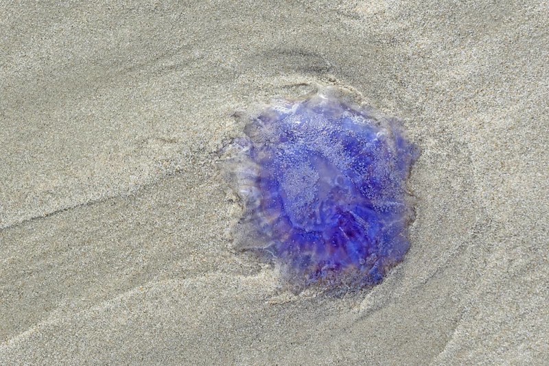 Blue jellyfish (Cyanea lamarckii) on the sandy beach
