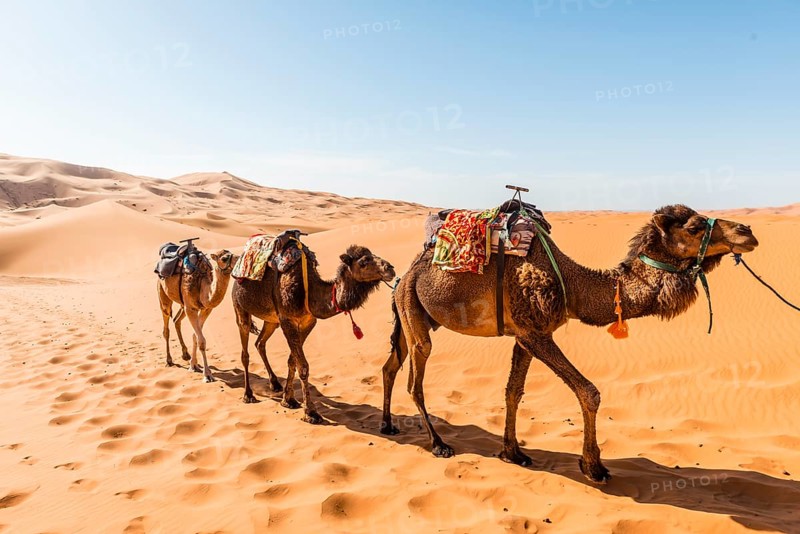 Three Dromedaries (Camelus dromedarius)