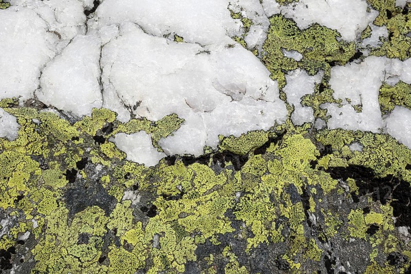 Yellow lichens on quartz sandstone