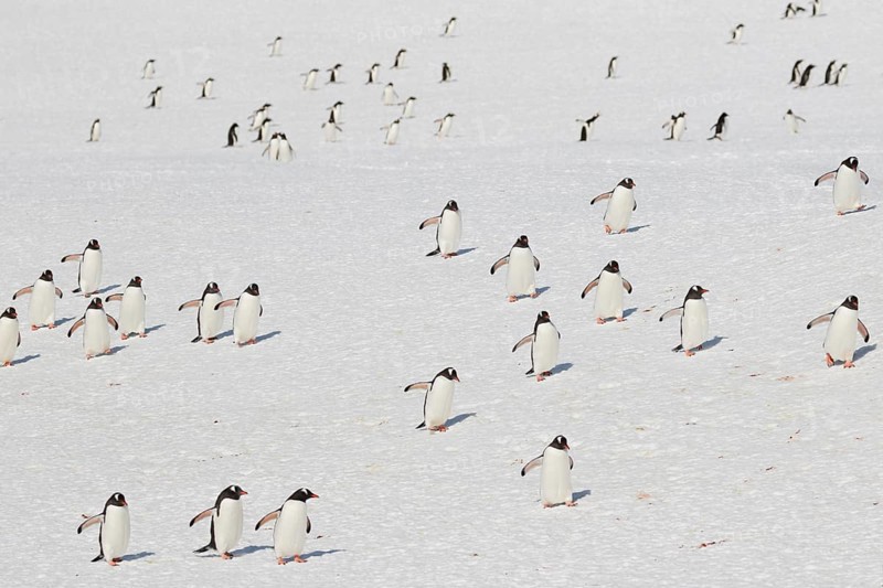 Gentoo penguins (Pygoscelis papua) running on a snowfield