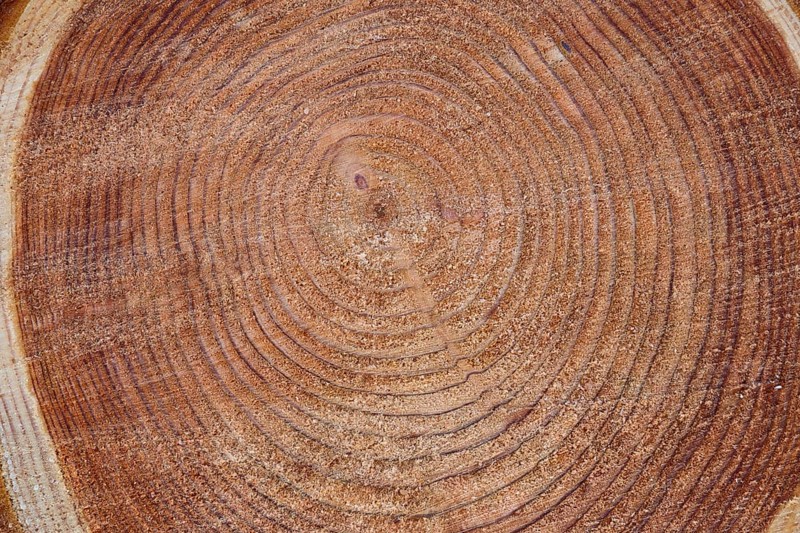 Tree trunk with annual rings