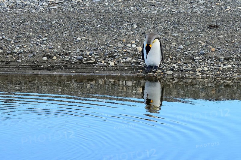 King penguin (Aptenodytes patagonicus) looks into the water