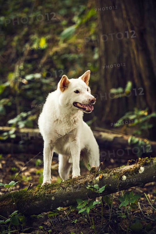 White Shiba Inu (Canis lupus familiaris) stands on a tree trunk in the forest