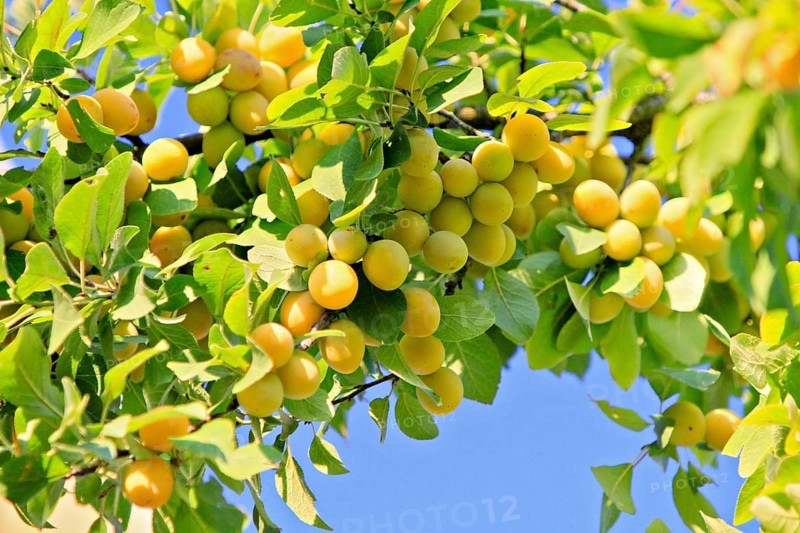 Yellow plums on a branch
