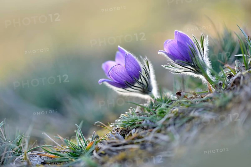 Common pasque flowers (Pulsatilla vulgaris)