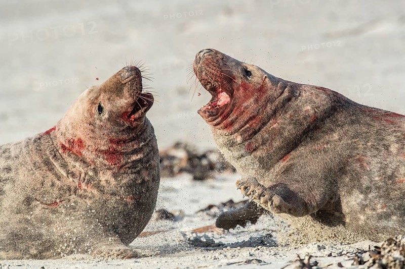 Grey seals (Halichoerus grypus)