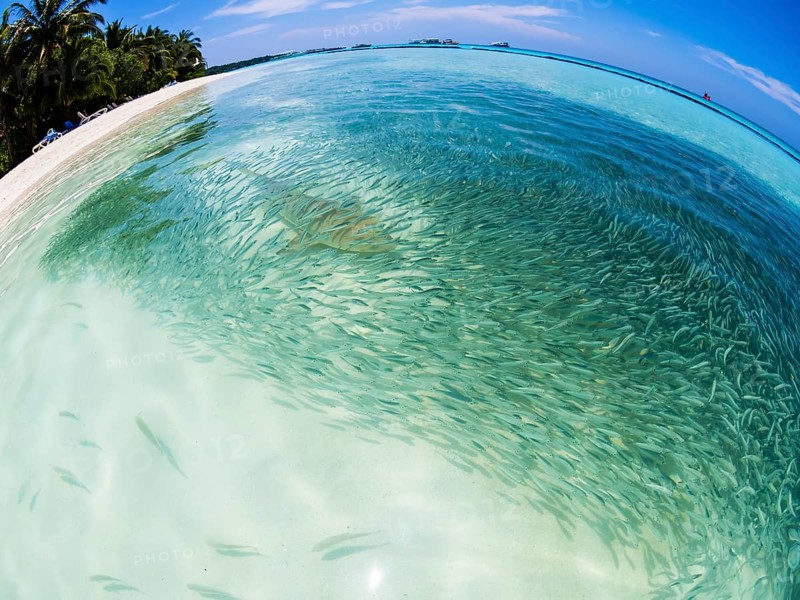 Fish swarm with sardines and hunting Blacktip reef shark (Carcharhinus melanopterus) in shallow water near the shore