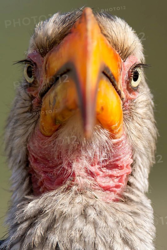 Southern Yellow-billed Hornbill (Tockus leucomelas)