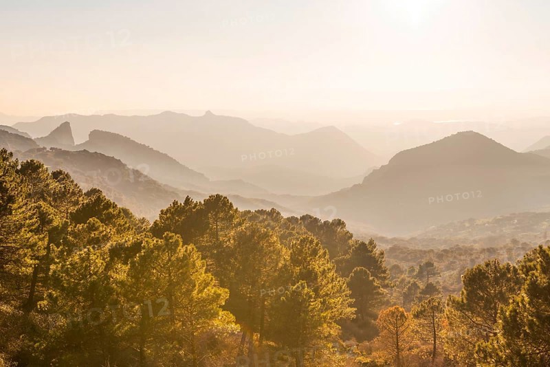 Wooded mountain landscape against light
