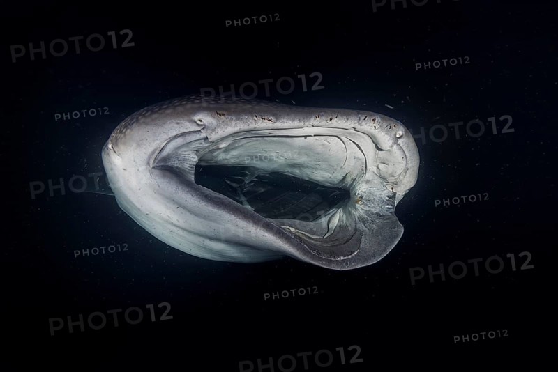 Animal portrait of the Whale Shark (Rhincodon typus) with serious injury filter-feeding plankton in the night