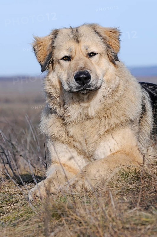 Caucasian Ovcharka