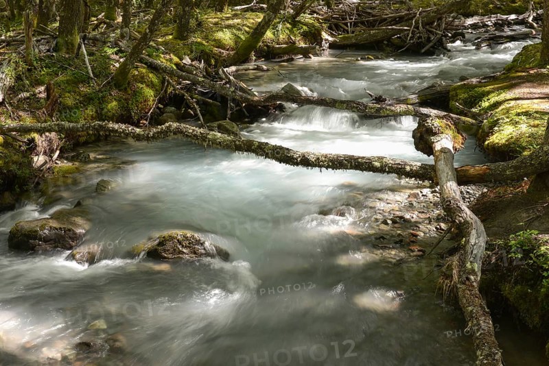 White water river through temperate jungle on the Lago del Desierto