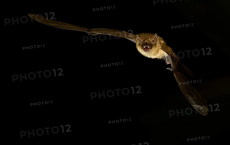 Geoffroy's bat (Myotis emarginatus) in flight at night