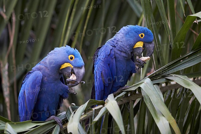 Hyacinth macaws (Anodorhynchus hyacinthinus) feeding on a palm frond at Porto Jofre