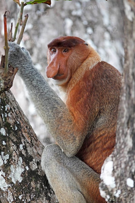 Proboscis monkey (Nasalis larvatus) sitting in the tree