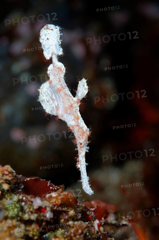 Solenostomidae (Solenostomus sp.)