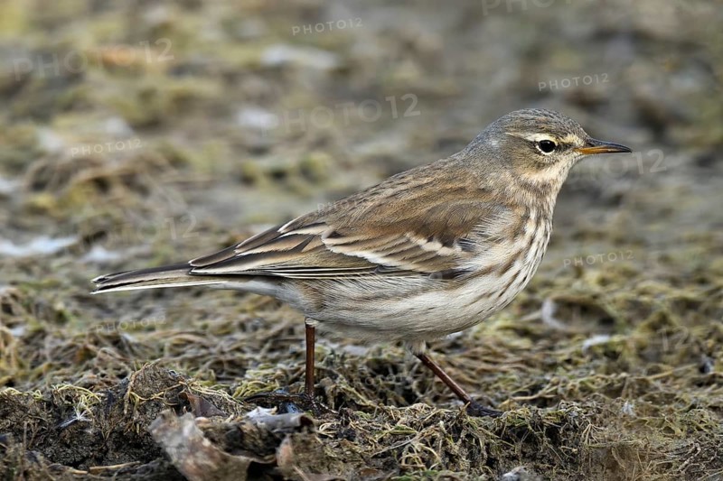 Water pipit (Anthus spinoletta)