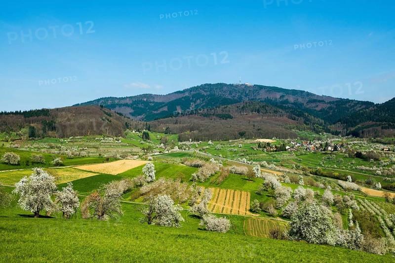 Flowering orchard meadows