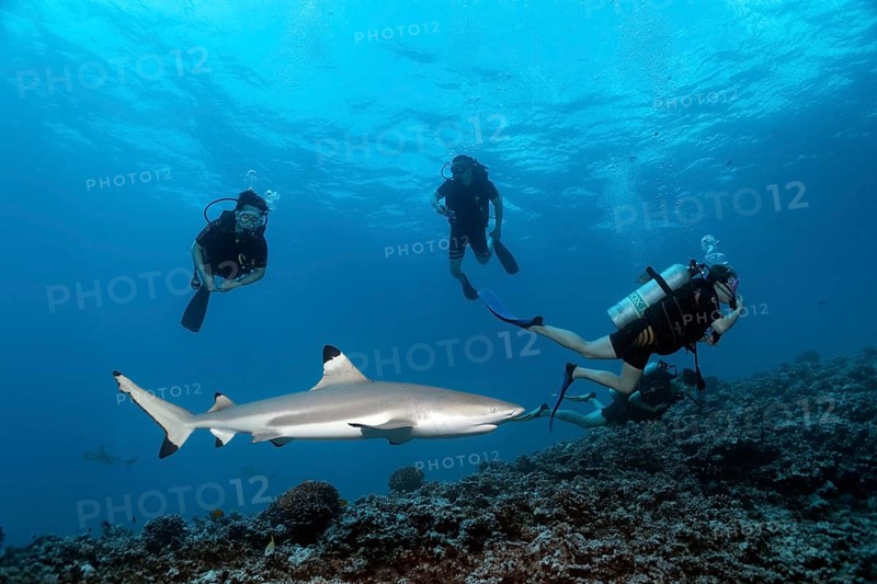 Blacktip reef shark (Carcharhinus melanopterus) with divers