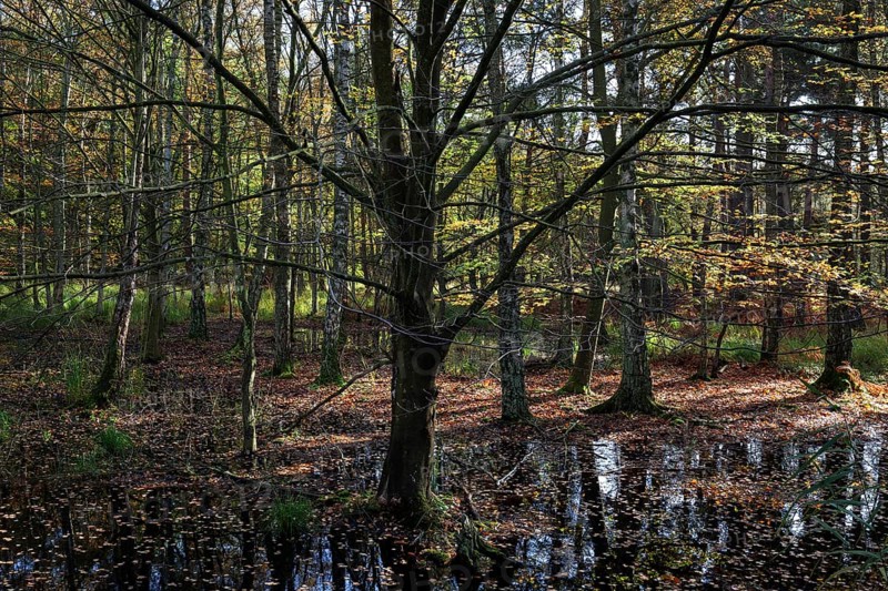 Moorland landscape with autumnal trees in the Osterwald