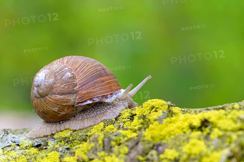 Burgundy snail (Helix pomatia) crawls over yellow lichens