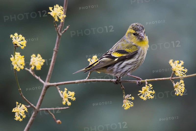 Eurasian siskin (Carduelis spinus)