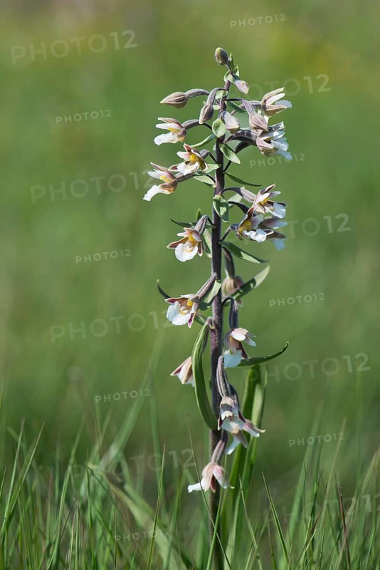 Marsh Helleborine (Epipactis palustris)