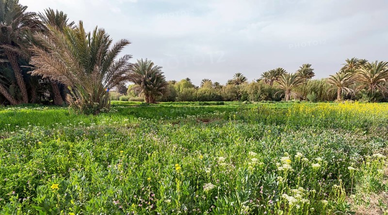 Palm trees and blooming meadow