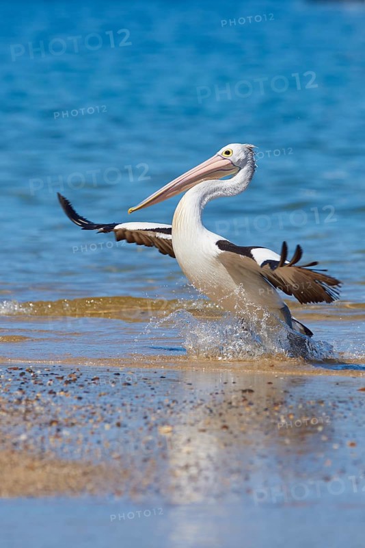 Australian pelican (Pelecanus conspicillatus)