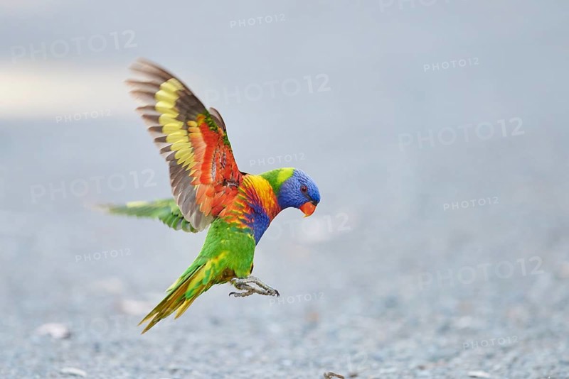 Rainbow lorikeet (Trichoglossus moluccanus) landing