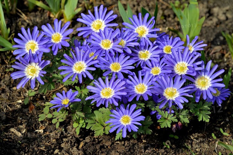 Grecian windflower (Anemone blanda)